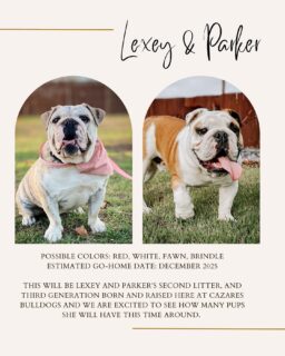 🐾✨ Exciting news… Lexey is pregnant! 💗 We’re so hopeful for another beautiful litter and can’t wait to share this journey with you all. We are currently taking 1–2 more spots on our reservation list before closing applications for the year. Don’t miss your chance to join the Cazares Bulldogs family! 🐶💕

🐾✨ ¡Noticias emocionantes… Lexey está esperando camada de perritos bulldog! 💗 Estamos muy ilusionados por otra hermosa camada y no podemos esperar para compartir esta aventura con ustedes. En este momento estamos aceptando 1–2 lugares más en nuestra lista de reservaciones antes de cerrar aplicaciones por este año. ¡No pierdas la oportunidad de ser parte de la familia Cazares Bulldogs! 🐶💕

#CazaresBulldogs #CachorrosBulldog #AmorBulldog #CriaderoDeBulldogs

#CazaresBulldogs #BulldogPuppies #BulldogLove #EnglishBulldogBreeder