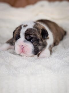 Rooted in love and growing strong, we’re proud to introduce Lexey’s Tree Legends 🍂

Born October 13, 2025, this special fall litter carries names inspired by nature, strength, and deep roots:
🌼 Laurel
🪵 Oakley
🌸 Willow
🌲 Cypress
🌿 Sycamore

Each puppy represents growth, resilience, and the legacy that started with our beautiful Lexey. These little legends are thriving, full of personality, and already stealing hearts one snuggle at a time!

✨ Follow along as we share their milestones from the whelping box to their forever homes.

🐾 DOB: 10/13/25
📍 Cazares Bulldogs – Texas AKC English Bulldog Breeder
❤️ Where roots run deep and legends grow.

We will know availability in a few weeks! Stay tuned and submit your puppy applications soon if you want a chance to snuggle with one of Lexey’s Tree Legends. 

#LexeysTreeLegends #CazaresBulldogs #EnglishBulldogBreeder #TexasBulldogs #AKCBulldogs #BulldogPuppies #BulldogLitter #EnglishBulldogPuppies #BulldogLove #BulldogBreederTexas #CazaresFamily #BulldogBabies #FallBulldogLitter #TreeLegendsLitter #BulldogPuppyLove