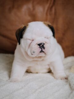 Manifesting zero calories in tomorrow’s plate for you all… If you shut your eyes while you eat, it becomes a zero-calories. 🤣🦃

Wishing all a Happy Thanksgiving from the Cazares and Willow from Lexey’s Trees Litter 🦃🍁🍽 

#Thanksgiving2025 #BulldogPuppy #CazaresBulldogs #ThanksgivingLaughs #PuppyLove #BulldogLife #ThanksgivingVibes #PuppyHumor #EnglishBulldog #BulldogBreeder #DogsofInstagram #PuppyGram #BulldogPuppies #HolidayHumor #FoodComaIncoming #LexeysTreesLitter