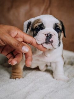 Lexey’s Legendary Trees have all officially joined their new families 🌳🤎
Every single one is staying right here in Texas, and our hearts couldn’t be fuller.

From our home to theirs, these pups are already so loved. Thank you to each family for trusting us with your newest four-legged family member 🐾🤍

🌳 Texas raised
🌳 Texas loved
🌳 Forever family dogs

#LegendaryTrees #CazaresBulldogs #TexasBulldogs #BulldogPuppies #ForeverHomes TexasFamilies