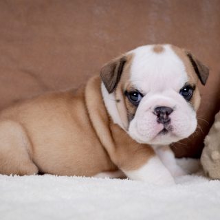 Phoebe’s Sweethearts, Romeo & Juliet, are officially 4 weeks old 💕 These English Bulldog puppies are growing beautifully and learning all about food, play, and getting all the cuddles from our family, needless to say that these pups will be extra spoiled.

#EnglishBulldogPuppies #HomeRaisedPuppies #PuppyGrowth #CazaresBulldogs
