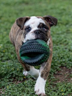 We may soon be searching for a very special family for an even more special little girl… 🤍🐾

Juliet has been through more than most puppies her age, yet her playful spirit, sweet personality, and resilience have never wavered. She continues to remind us every day just how strong and joyful she is and continues to thrive with a playful, confident temperament.

We’ll be sharing more about her journey and availability soon for the family who may be meant just for her. 💕