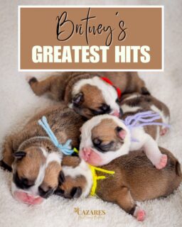 In true Britney fashion, they made an entrance we will never forget. 🎶✨

Britney had a C-section scheduled for August 21, but her puppies decided they weren’t waiting. Before sunrise, she went into labor at 4:00 a.m., and at 5:00 a.m., the first little star entered the world.

What followed was an emotional morning filled with anticipation, unexpected turns, tremendous strength and the kind of love that keeps you going even when things don’t unfold the way you planned. Prayer carried us through, coffee kept us awake, and somehow we found the strength to keep going. ☕️🙏🏼

Six puppies were born that morning. Sadly, we said goodbye to two precious babies, while four little stars, two boys and two girls, came home with us and are now thriving. 🤍

Meet Britney’s Greatest Hits:

❤️ Toxic - Male
🩵 Crazy - Male
💜 Baby - Female 
💛 Lucky - Female

This litter is especially meaningful because both Britney and Parker were born and raised right here at Cazares Royal Lineage Bulldogs. Britney came from our Pop Icons litter, and Parker came from Hazel’s Donut Shop litter. Their puppies now represent the fourth generation born here, a legacy built through intentional pairings, carefully preserved bloodlines and generations of dogs we have loved from their very first breath.

These little stars didn’t simply arrive, they made an entrance worthy of their name.

Welcome to the world, Britney’s Greatest Hits. We can’t wait to share the next eight weeks with you. 🎤⭐

#CazaresBulldogs #CazaresRoyalLineageBulldogs #EnglishBulldogPuppies #BritneysGreatestHits #bulldogbreeder