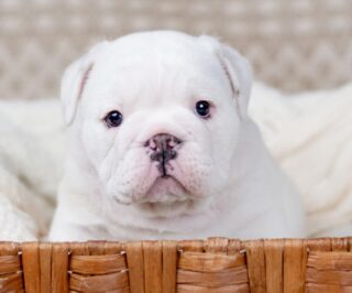 🧁 Cupcake is 6 Weeks Old! 🎉

Our sweet singleton girl is growing up so fast! 💕 In just 6 short weeks, Cupcake has gone from a tiny 15.7 oz newborn to a confident, curious, and affectionate little Bulldog weighing a healthy 7.7 lbs.

She’s thriving on her soaked kibble, exploring new sounds, textures, and toys, and loving all the extra one-on-one attention that comes with being our first singleton. Yesterday, she visited the vet, passed with flying colors, is parasite-free, and received her first round of vaccines, such a brave girl! 🩺🐾

Next week is her temperament evaluation, and in just two weeks she’ll be ready to head off to her forever home. We can’t wait to see where her next chapter begins. ❤️

———————————————————————————
🧁 ¡Cupcake ya tiene 6 semanas! 🎉

Nuestra pequeña única está creciendo rápido. 💕 Pasó de pesar 445 g al nacer a 3.49 kg hoy. Está comiendo croquetas remojadas, explorando nuevos sonidos y texturas, y disfrutando de toda la atención especial que recibe por ser la única cachorra bulldog de la camada. 

Ayer fue al veterinario, ¡todo perfecto! Libre de parásitos, sana, y con su primera vacuna. 🩺🐾

(Cupcake is NOT AVAILABLE, BUT WE ARE TAKING APPLICATIONS FOR UPCOMING LITTERS) Link in the Bio 🔗

#CazaresBulldogs #CupcakeTheBulldog #bulldogingles #bulldogcachorros #perritos 
#CazaresBulldogs #CupcakeTheBulldog #BulldogPuppy #BulldogBreeder #SingletonStrong #BulldogLife #PuppyUpdate #BulldogLove #cachorrosdeinstagram