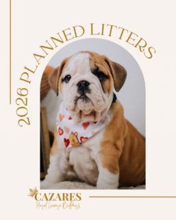 ✨ 2026 Planned English Bulldog Litters ✨

We’re excited to share our 2026 English Bulldog litter lineup here at Cazares Royal Lineage Bulldogs 🤎
Each pairing has been thoughtfully planned with health, temperament, structure, and family companionship in mind.

🐶 BIG NEWS:
Phoebe is officially confirmed pregnant and her puppies are expected to arrive any day now! We can’t wait to welcome her newest litter and begin matching families soon.

🧬 What to expect in 2026:
• AKC English Bulldogs
• Home-raised, well-socialized puppies
• Possible colors include white, fawn, brindle, red, chocolate & lilac (pairing dependent)
• Carefully selected pairings based on structure, health, and temperament

📅 Go-home dates listed are estimates, and additional litters may be added based on demand.

🐾 If you’ve been dreaming of adding an English Bulldog puppy in 2026, now is the time to plan ahead.

Reservation spots fill early! Comment “PUPPY” and we’ll DM you details on our reservation list 🤎

🔗 Link in bio
📍 Texas-based English Bulldog Breeder with pups all over the USA 🇺🇸

#cazaresbulldogs #EnglishBulldogPuppy #BulldogBreeder #TexasBulldogs #AKCEnglishBulldog