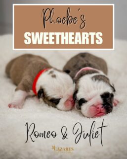 Meet Phoebe’s Sweethearts, a perfectly matched pair of English Bulldog puppies, Romeo and Juliet. These two are already showing how special a small, intentional litter can be.

At Cazares Bulldogs, our puppies are raised in-home with structure, early socialization, and a focus on health and temperament. We believe giving our puppies a great start matters just as much as the bloodlines.

✨ English Bulldog breeder
✨ Home-raised puppies
✨ Limited 2026 litters